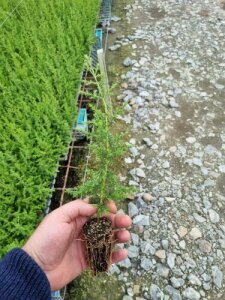Cupressus Macrocarpa - 10 Plants
